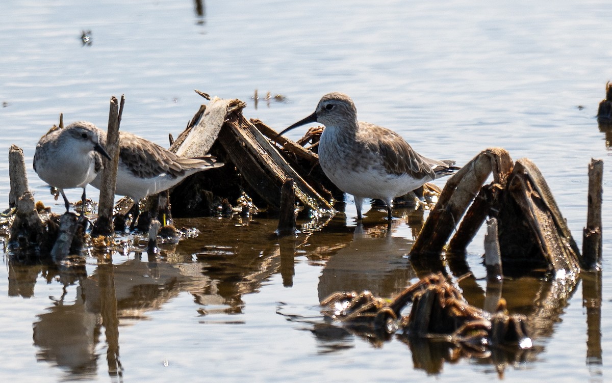 Curlew Sandpiper - ML628950249
