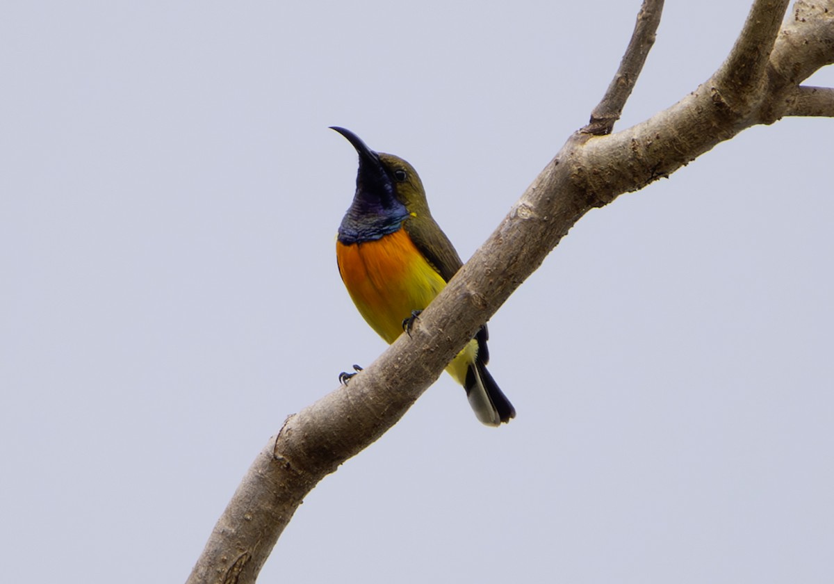 Palawan Sunbird - ML628950312