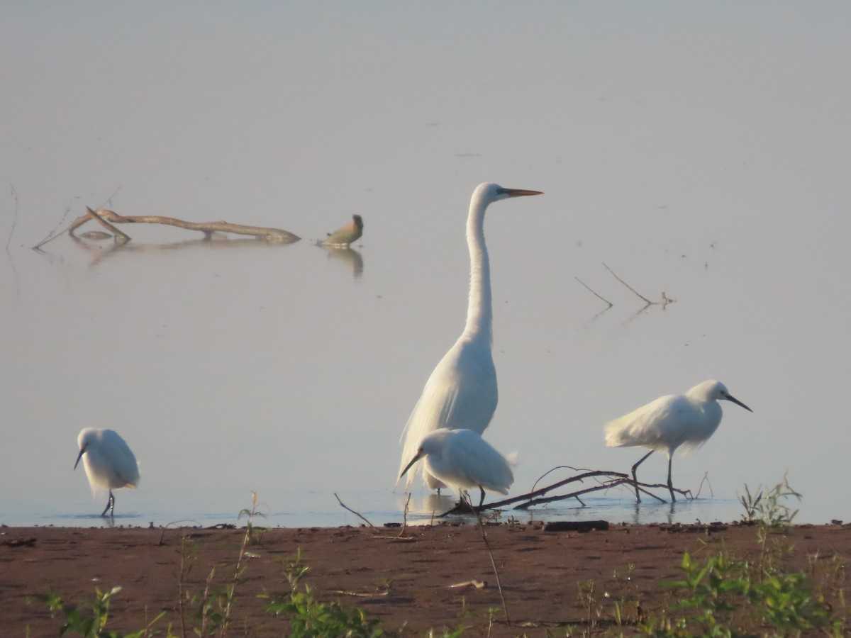 egretthegre - ML628950334
