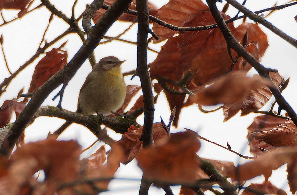 Philadelphia Vireo - ML628950368