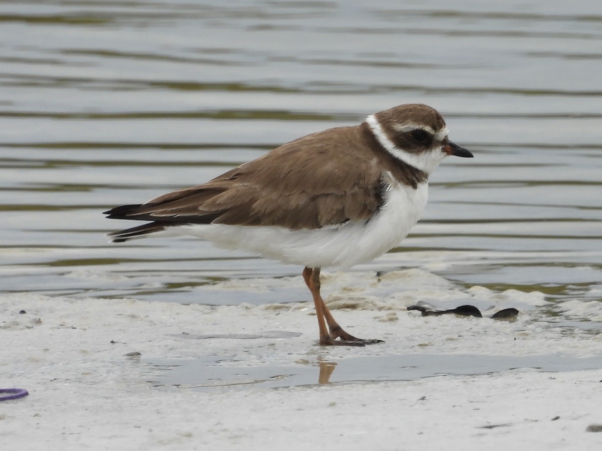 Semipalmated Plover - ML628950478