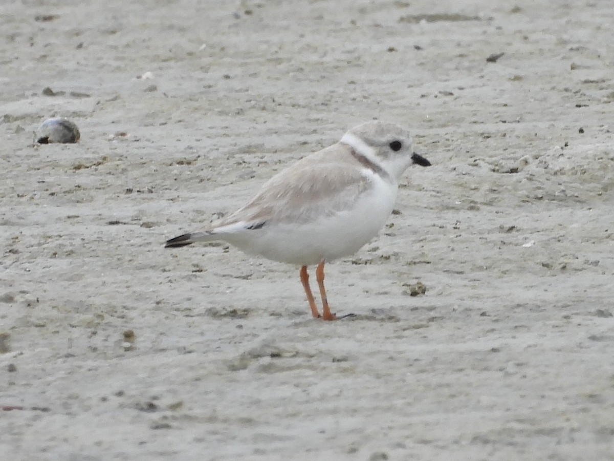 Piping Plover - ML628950536