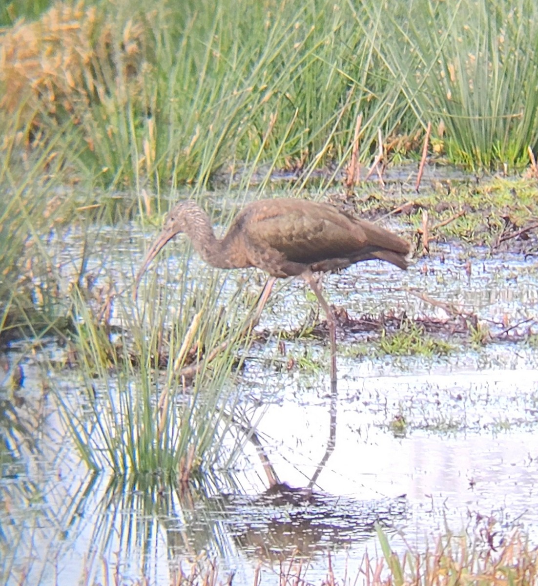 Glossy/White-faced Ibis - ML628950606