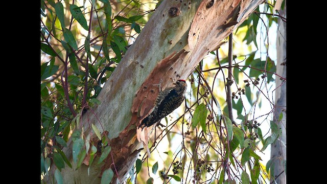 Yellow-bellied Sapsucker - ML628950631