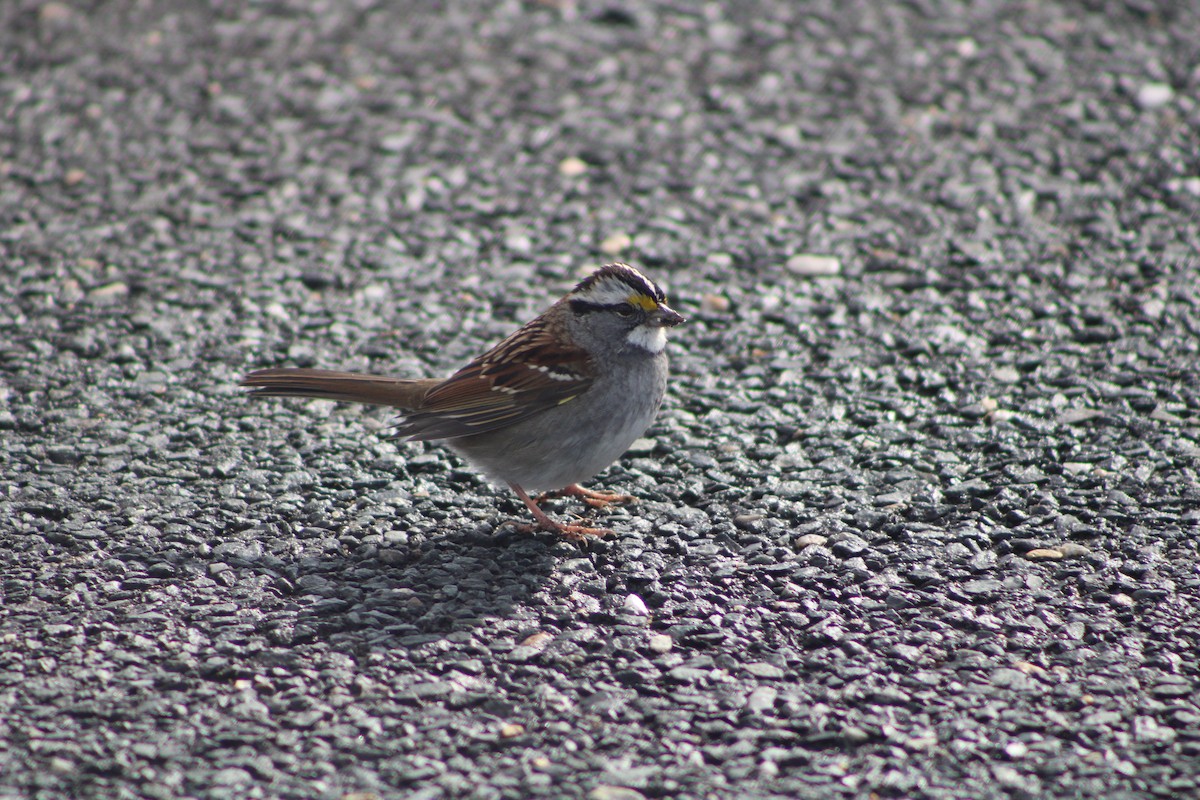 White-throated Sparrow - ML628950752