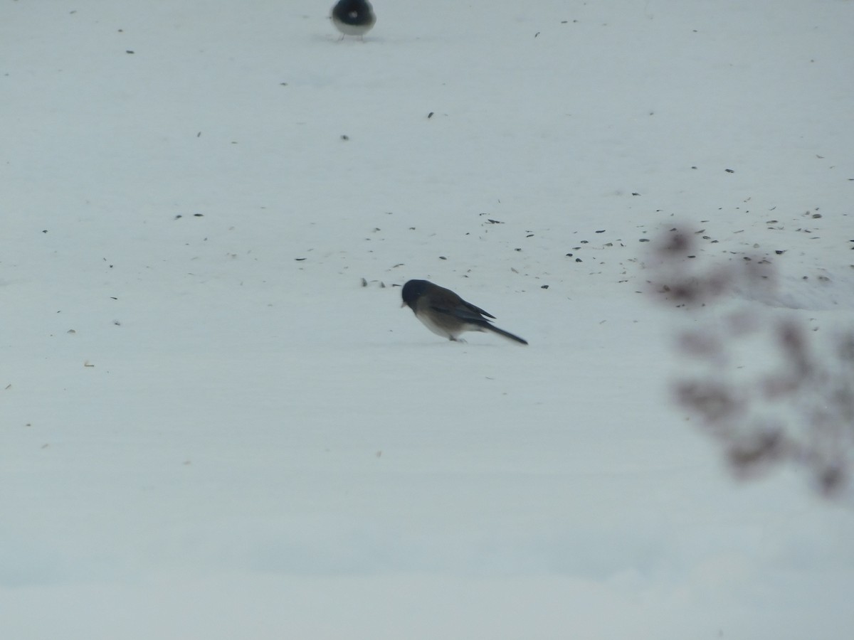 Dark-eyed Junco (cismontanus) - ML628950820