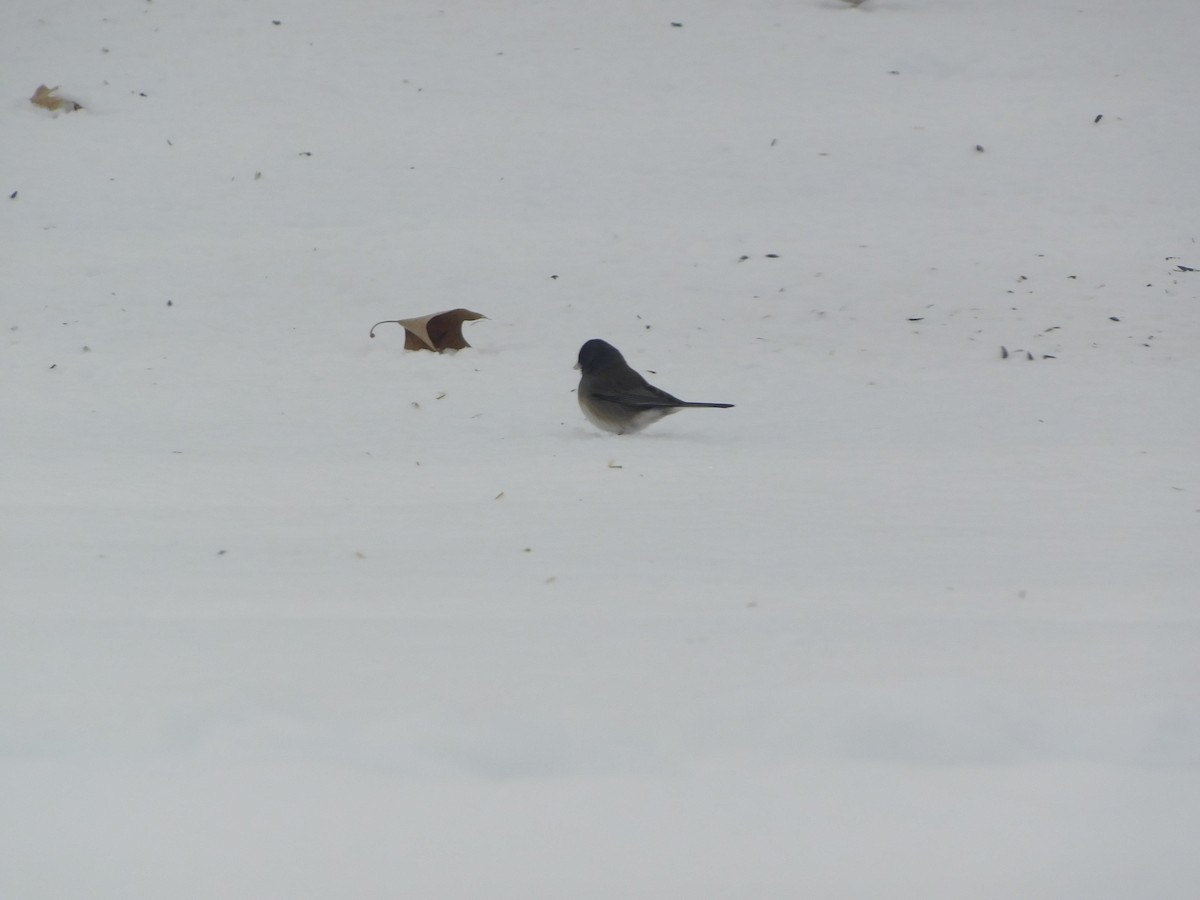 Dark-eyed Junco (cismontanus) - ML628950822