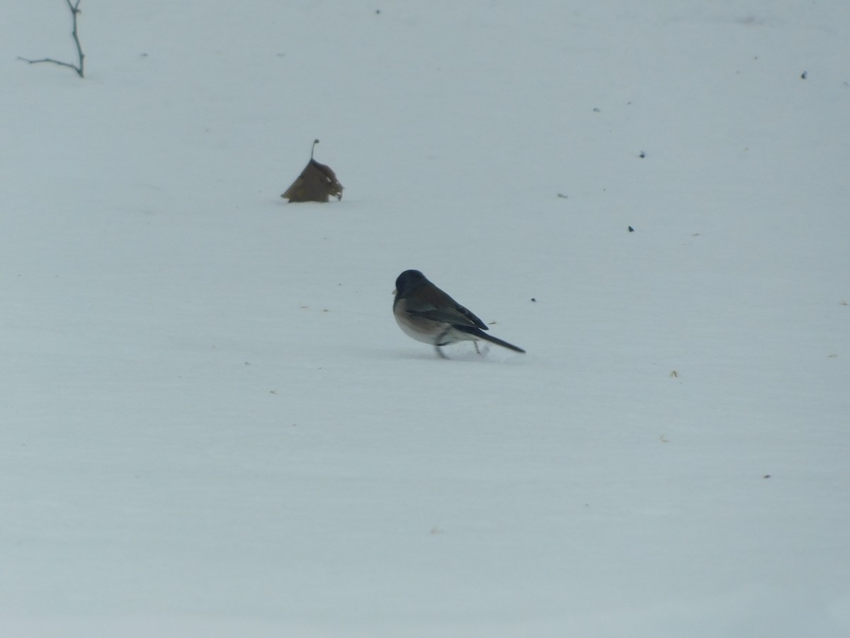Dark-eyed Junco (cismontanus) - ML628950827