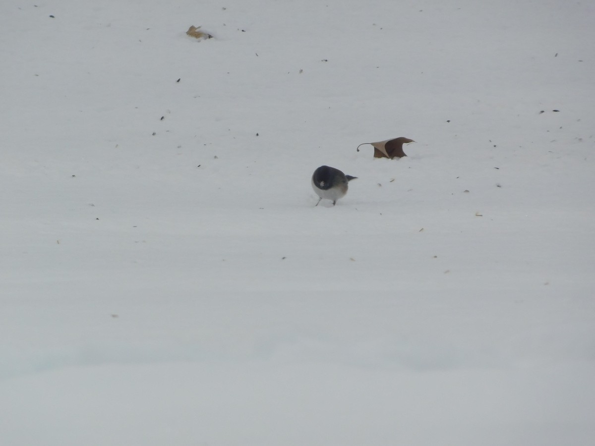 Dark-eyed Junco (cismontanus) - ML628950828
