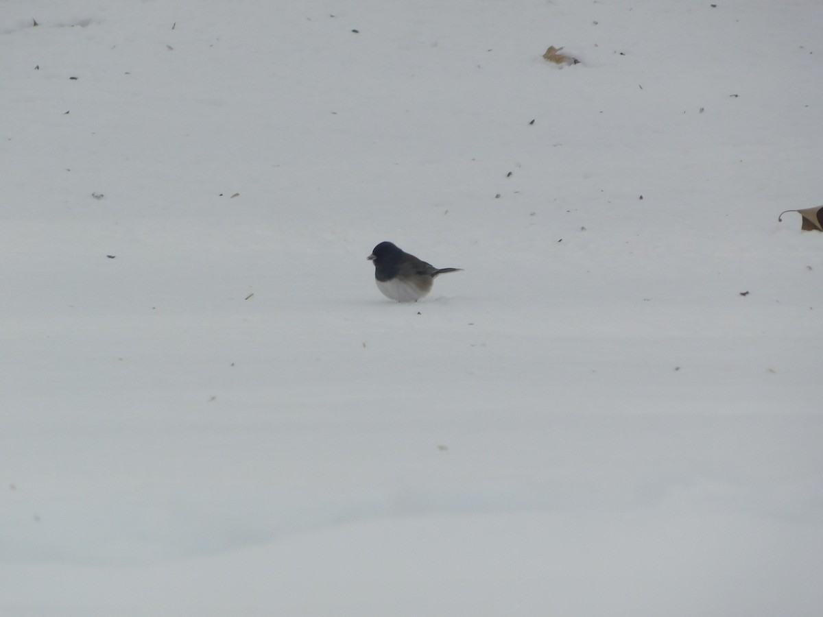 Dark-eyed Junco (cismontanus) - ML628950829
