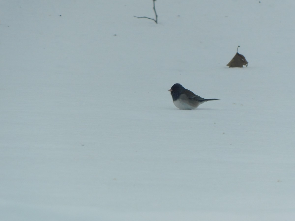 Dark-eyed Junco (cismontanus) - ML628950831