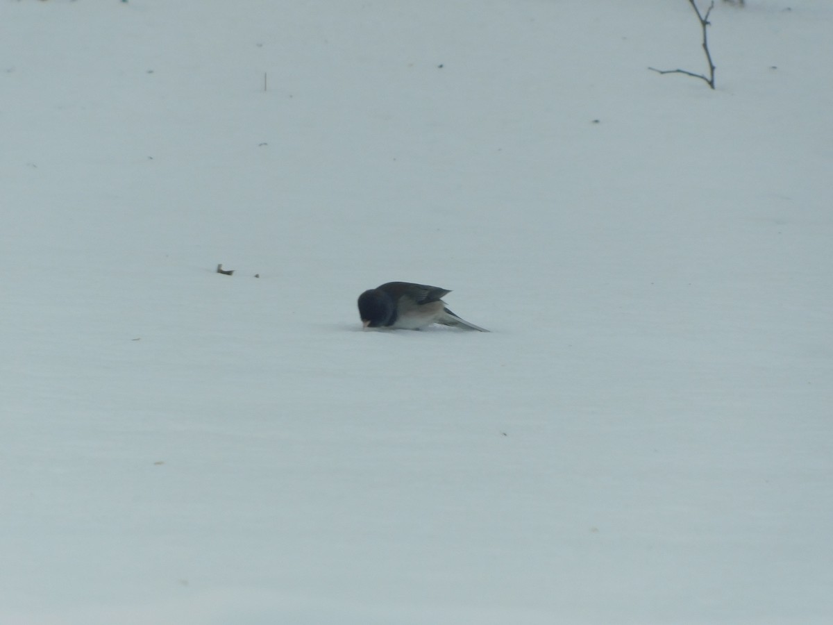 Dark-eyed Junco (cismontanus) - ML628950832