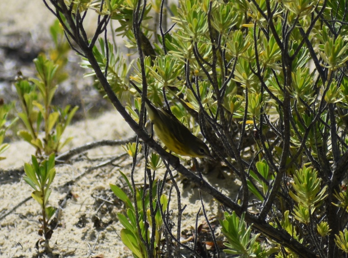 Prairie Warbler - ML628950860