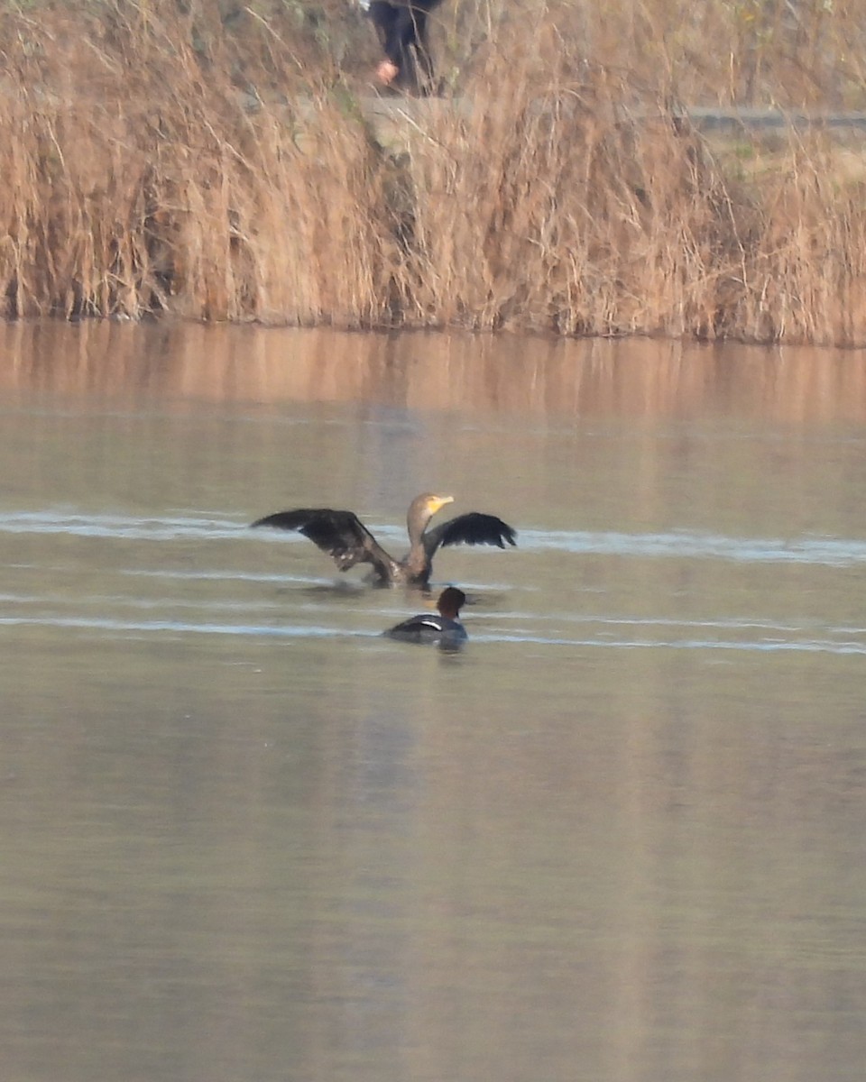 Common Merganser - ML628950915