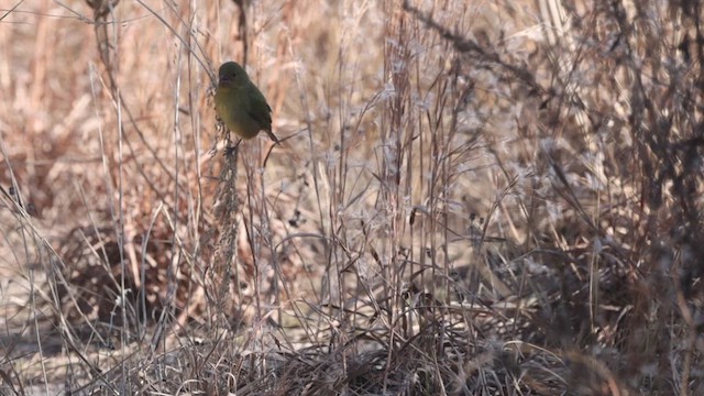 Painted Bunting - ML628950936