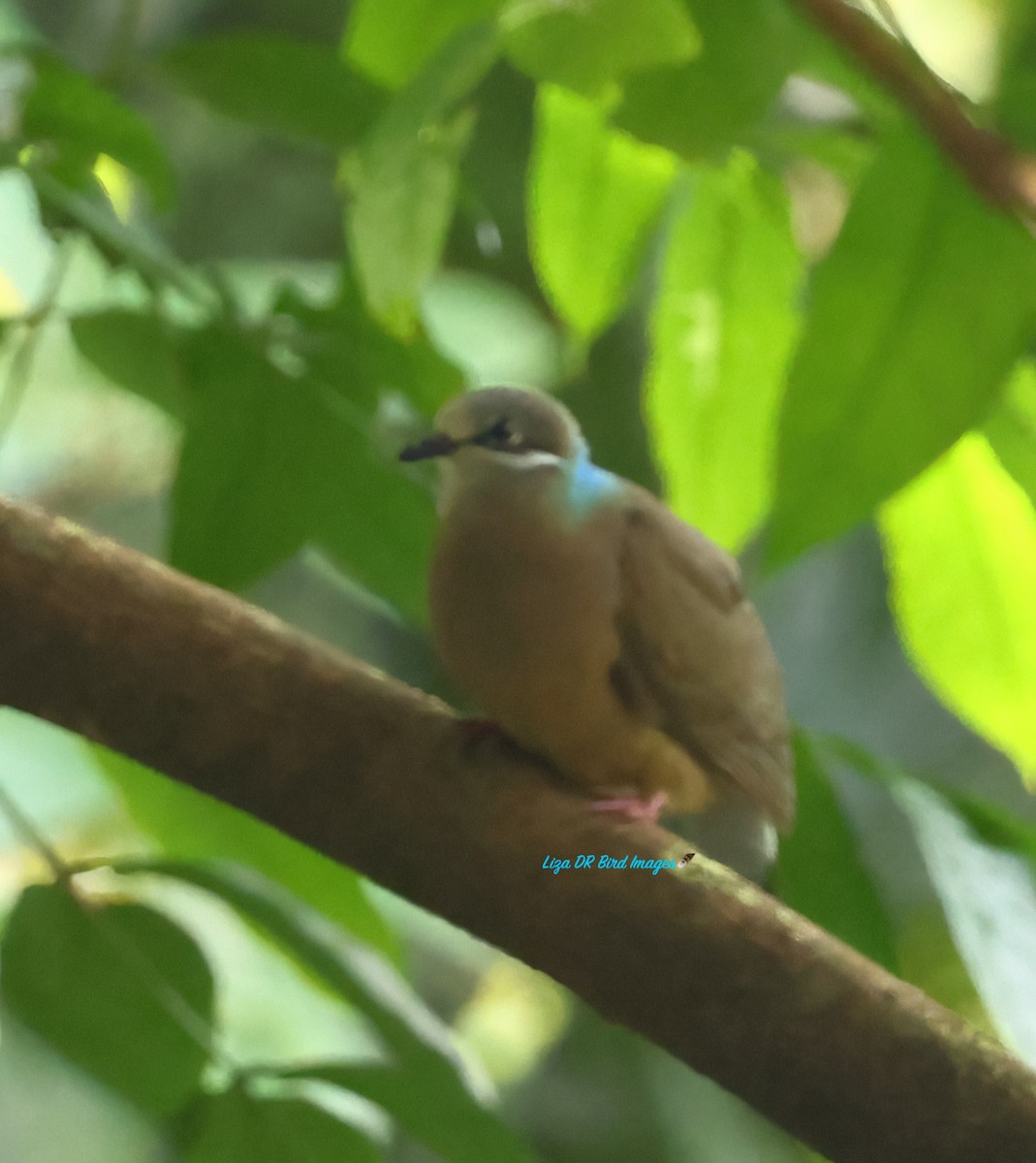 White-eared Brown-Dove (Short-billed) - ML628951002