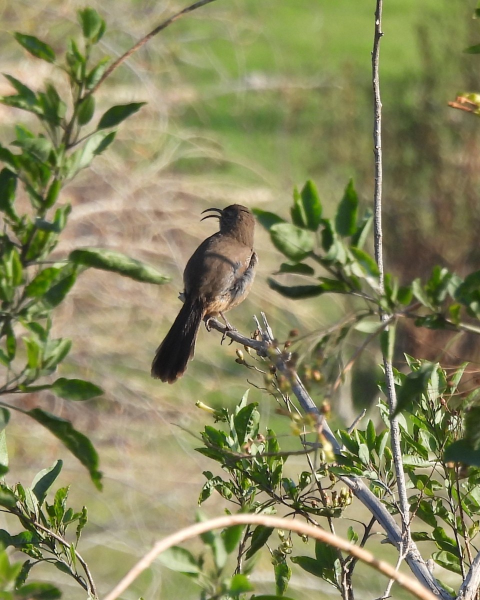 California Thrasher - ML628951072