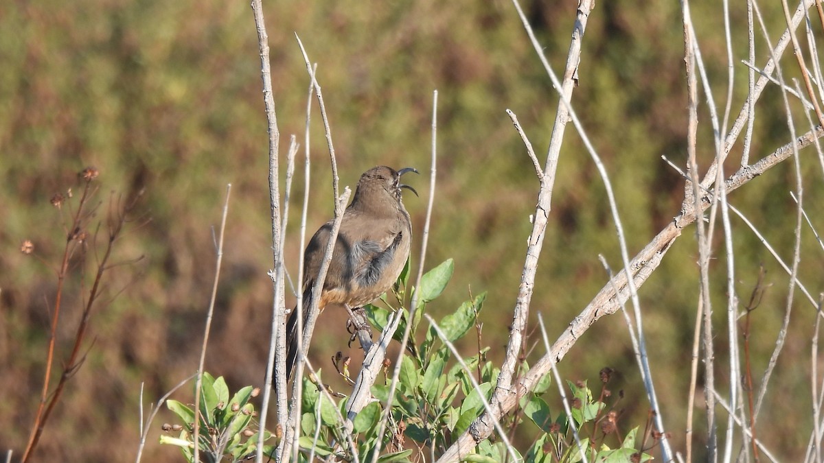 California Thrasher - ML628951073