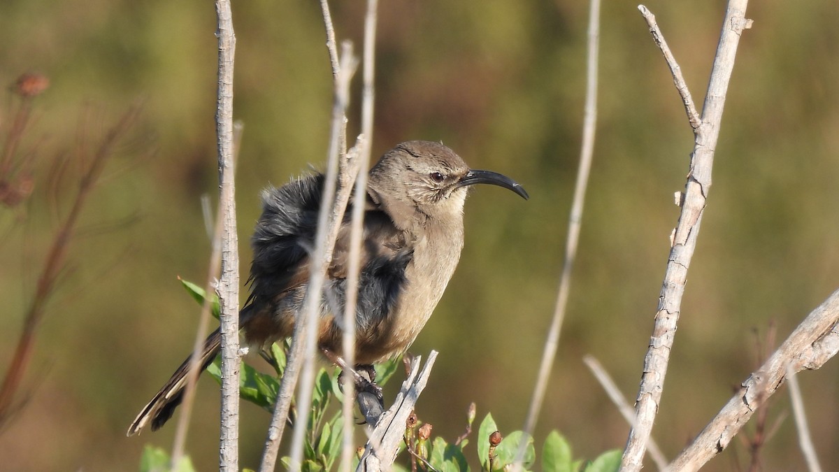 California Thrasher - ML628951074