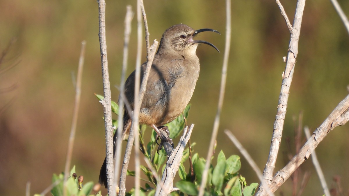 California Thrasher - ML628951075