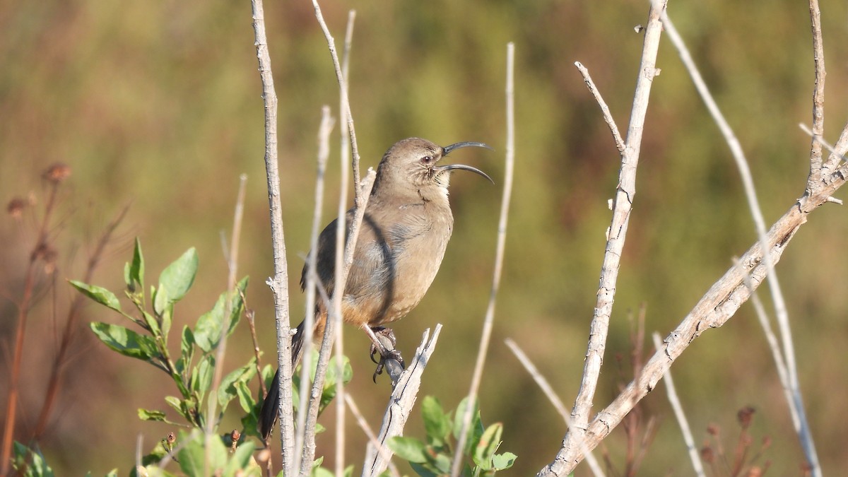 California Thrasher - ML628951076