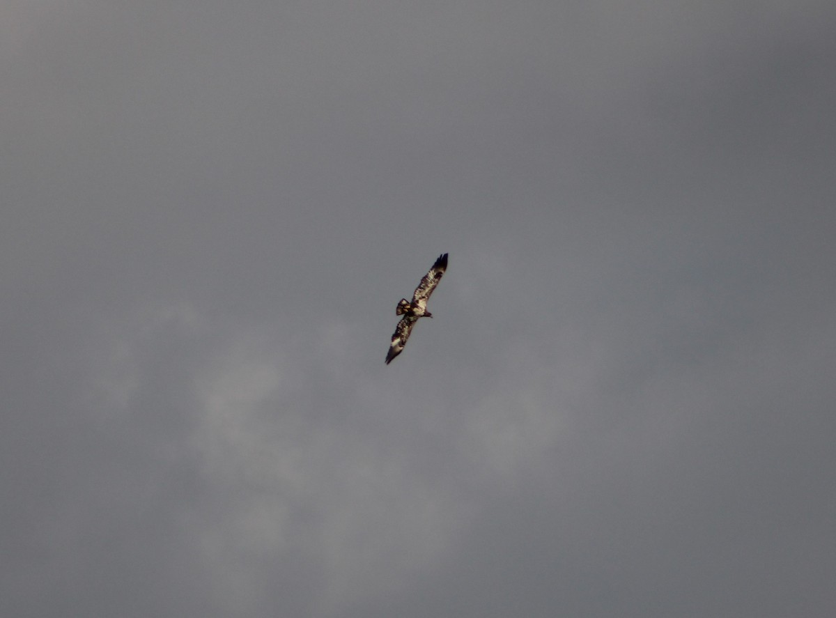 Bald Eagle - ML628951089