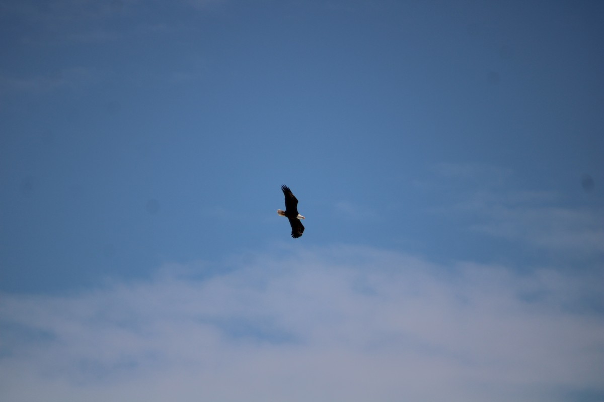 Bald Eagle - ML628951090