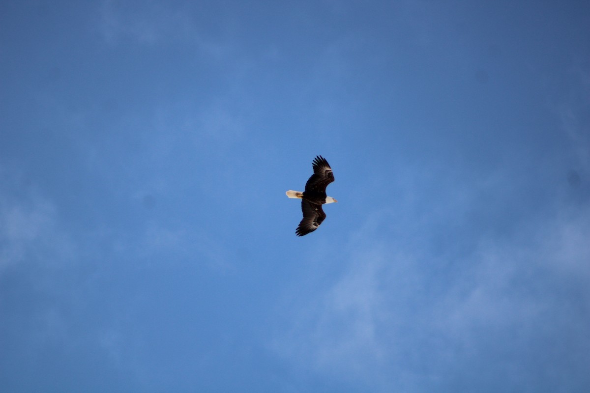 Bald Eagle - ML628951091
