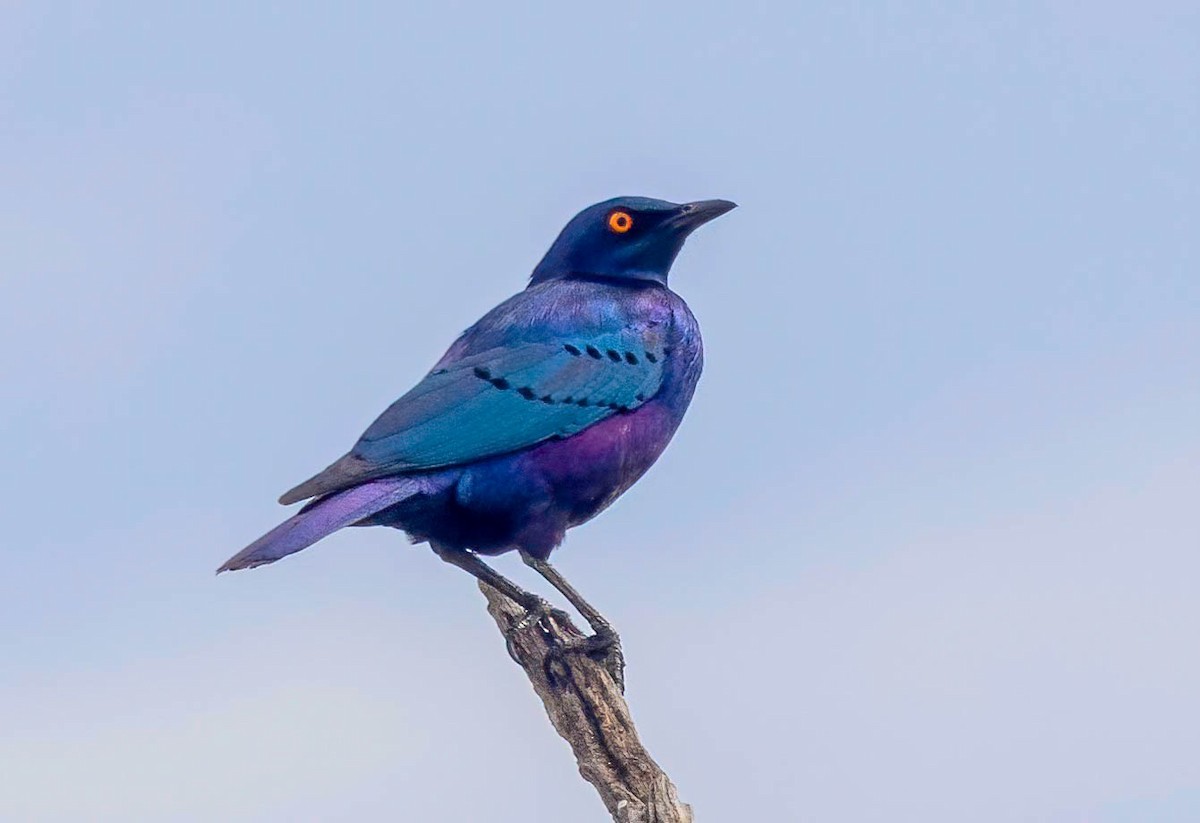 Greater Blue-eared Starling - ML628951159