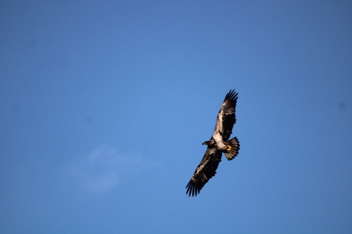 Bald Eagle - ML628951222