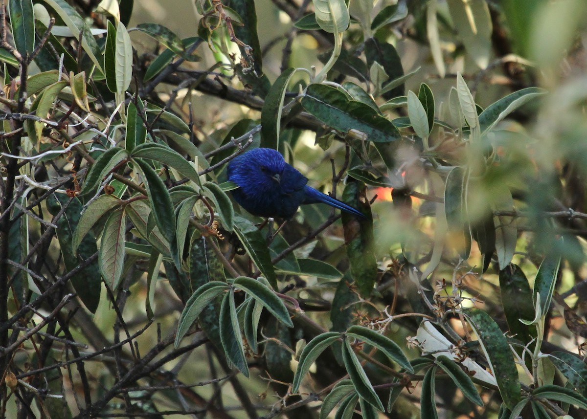 Tit-like Dacnis - ML628951270