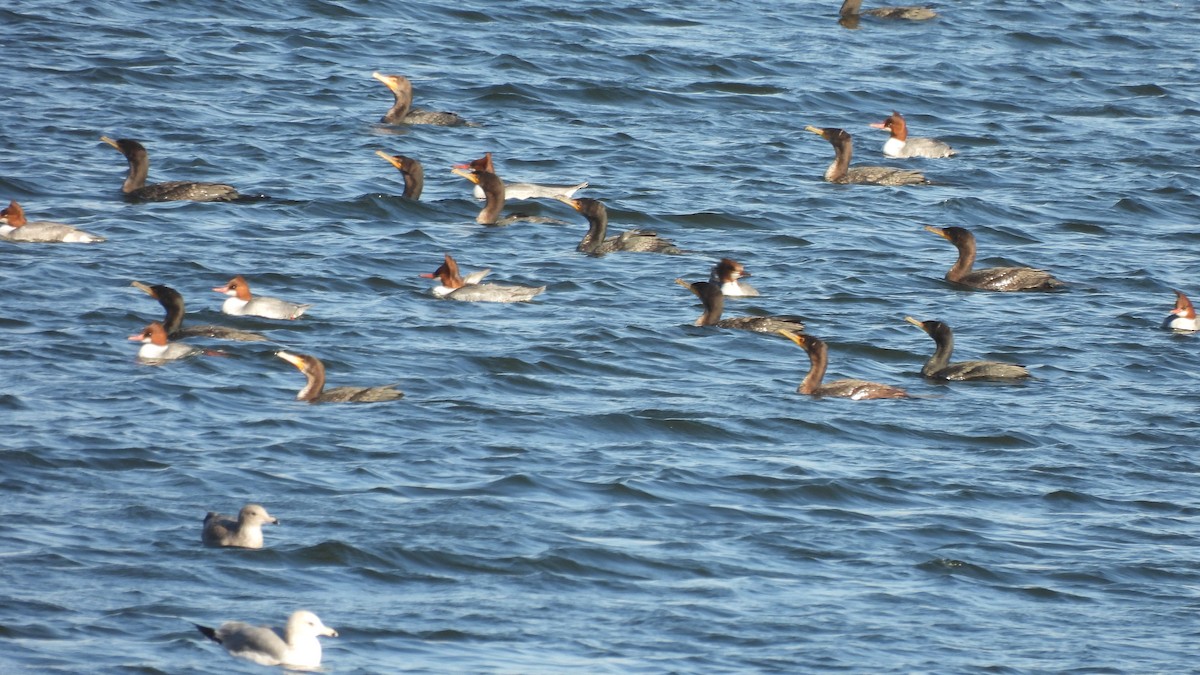 Common Merganser - ML628951317