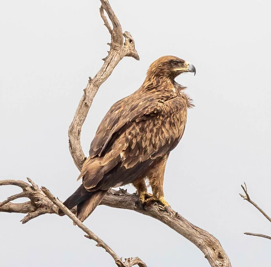 Tawny Eagle - ML628951425