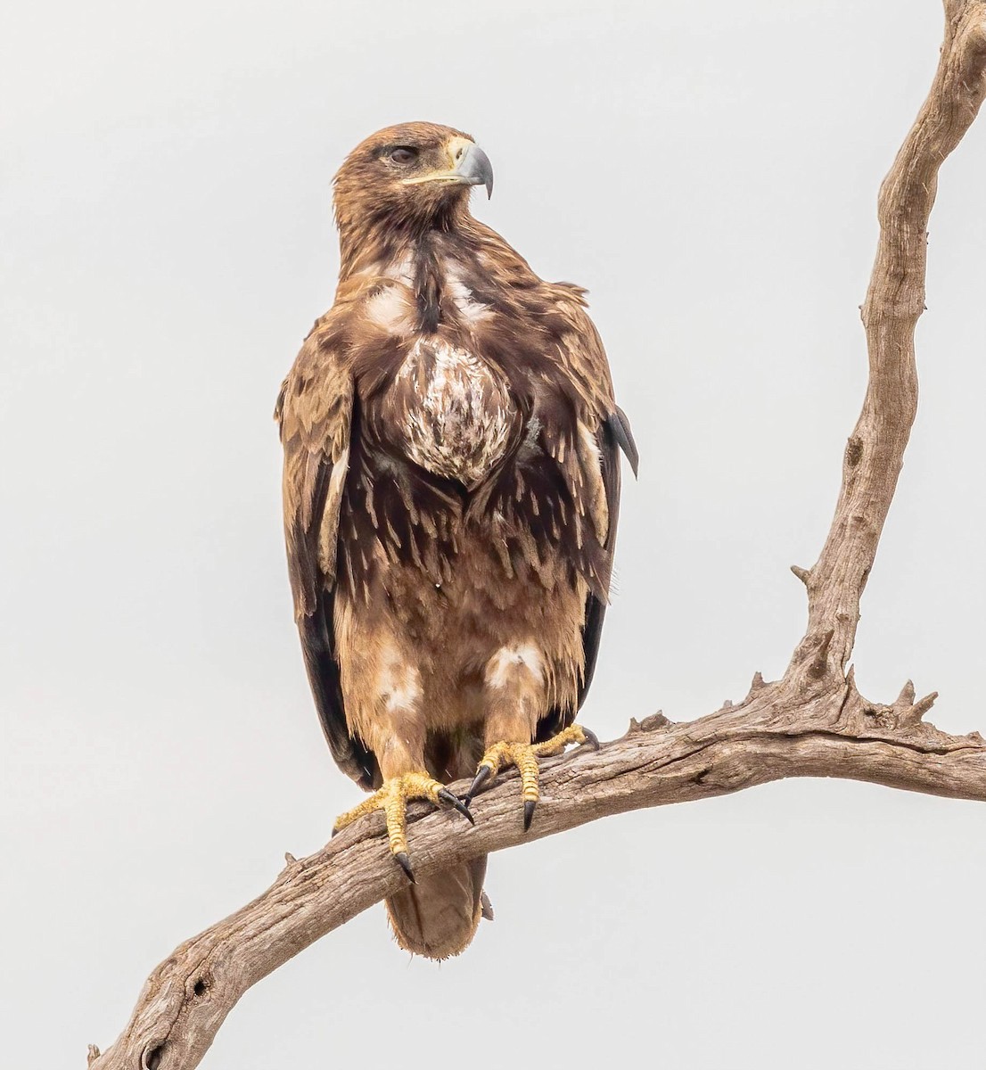 Tawny Eagle - ML628951426