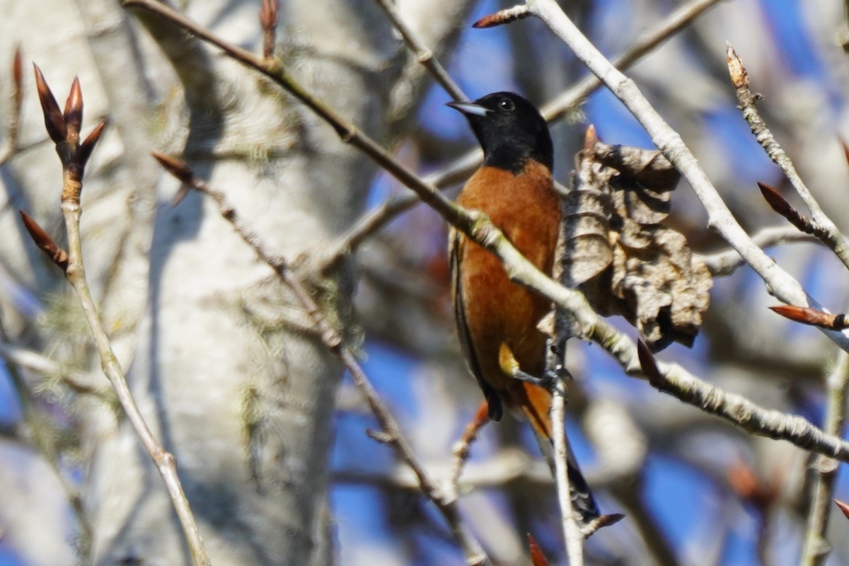 Orchard Oriole - ML628951428