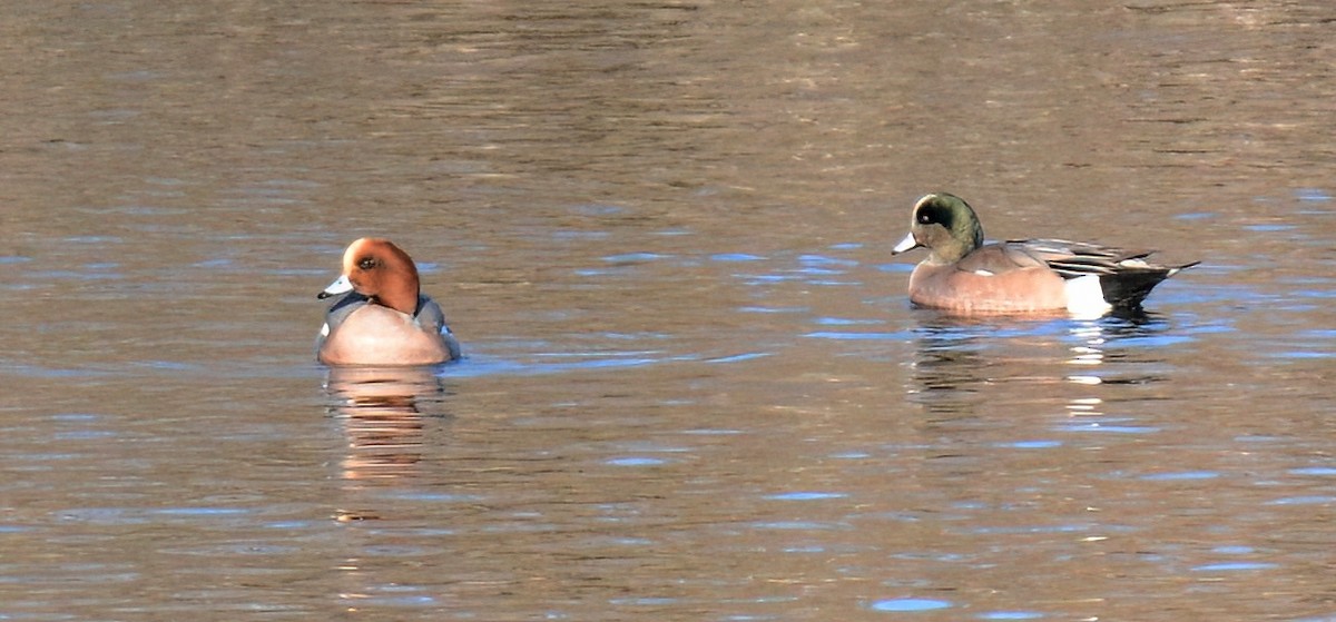 Eurasian Wigeon - ML628951434