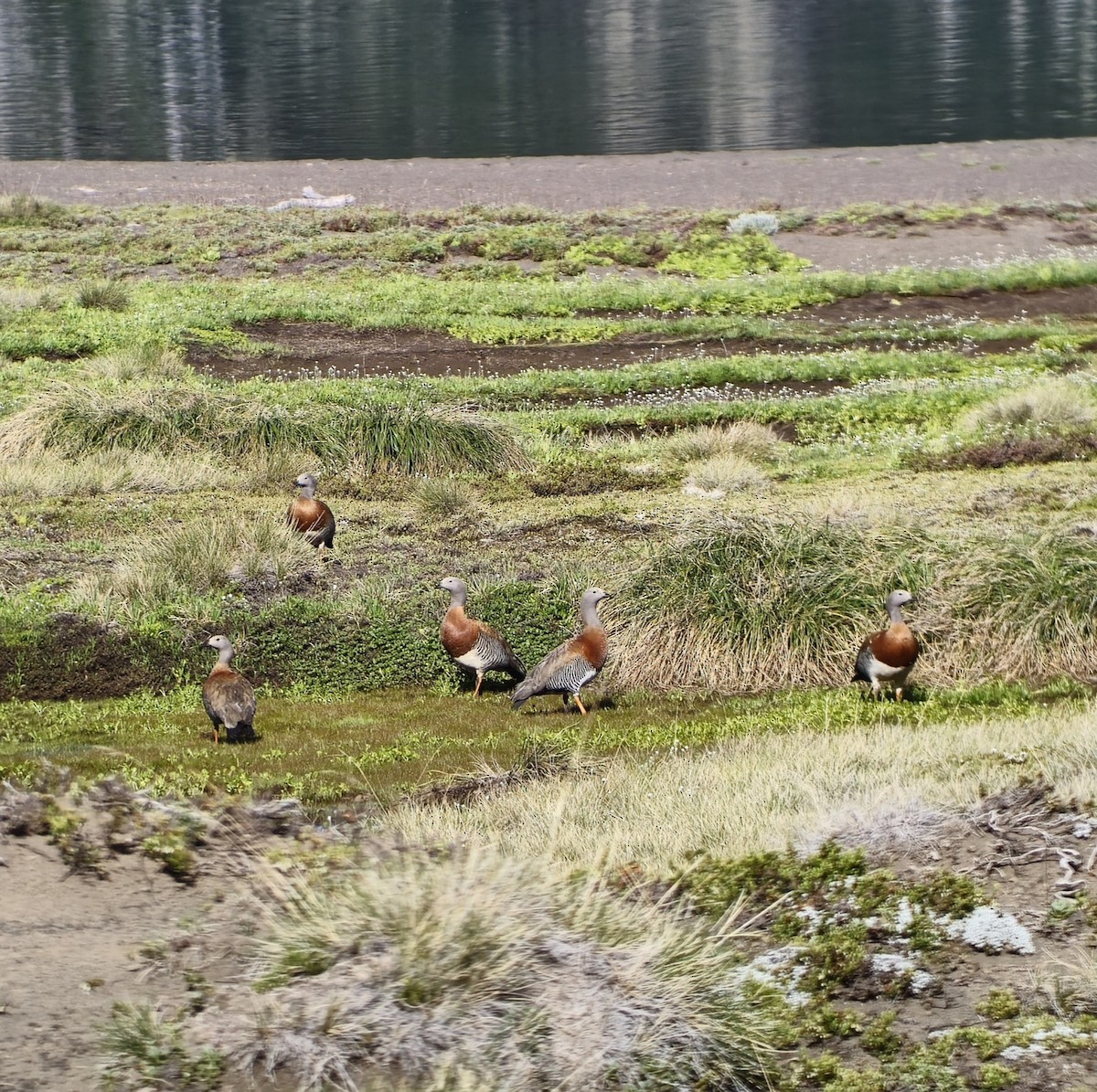 Ashy-headed Goose - ML628951490