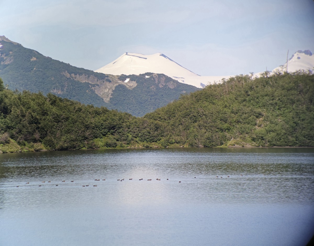 Ashy-headed Goose - ML628951491