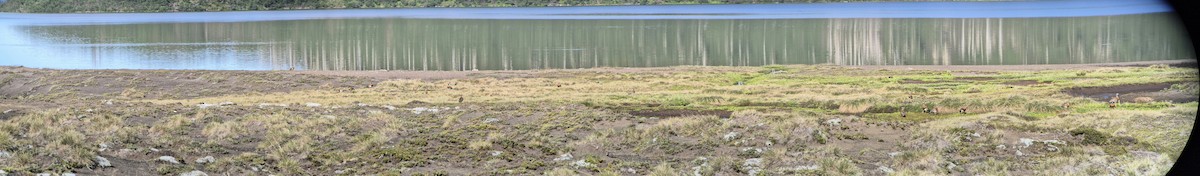 Ashy-headed Goose - ML628951492