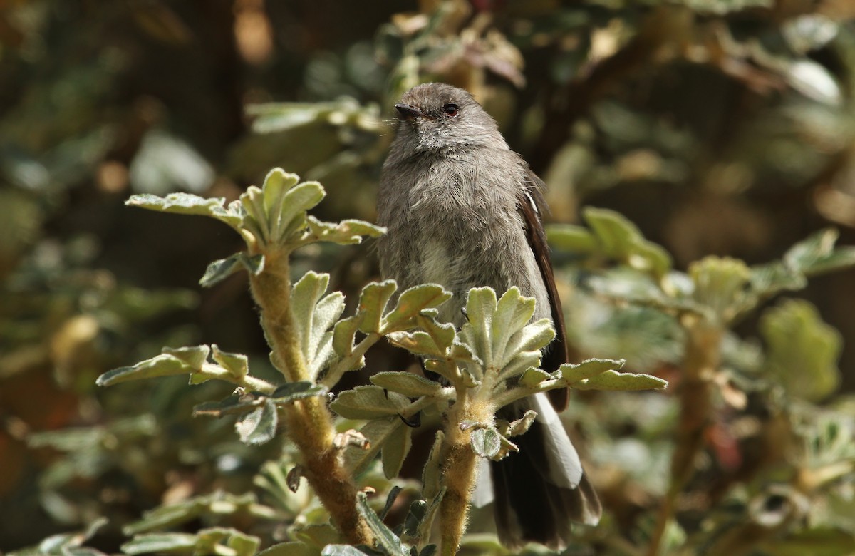 Ash-breasted Tit-Tyrant - ML628951493