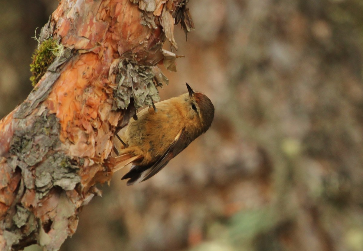 Tawny Tit-Spinetail - ML628951504