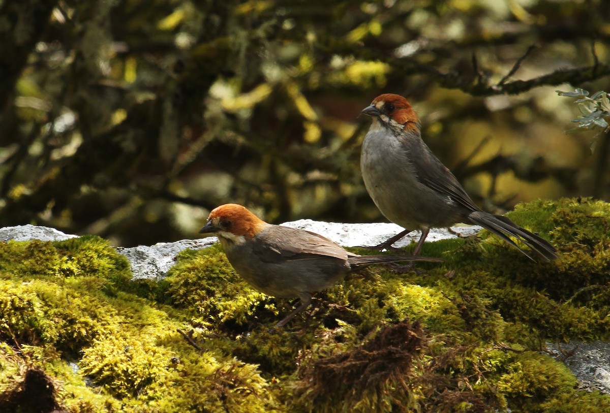 Rufous-eared Brushfinch - ML628951514