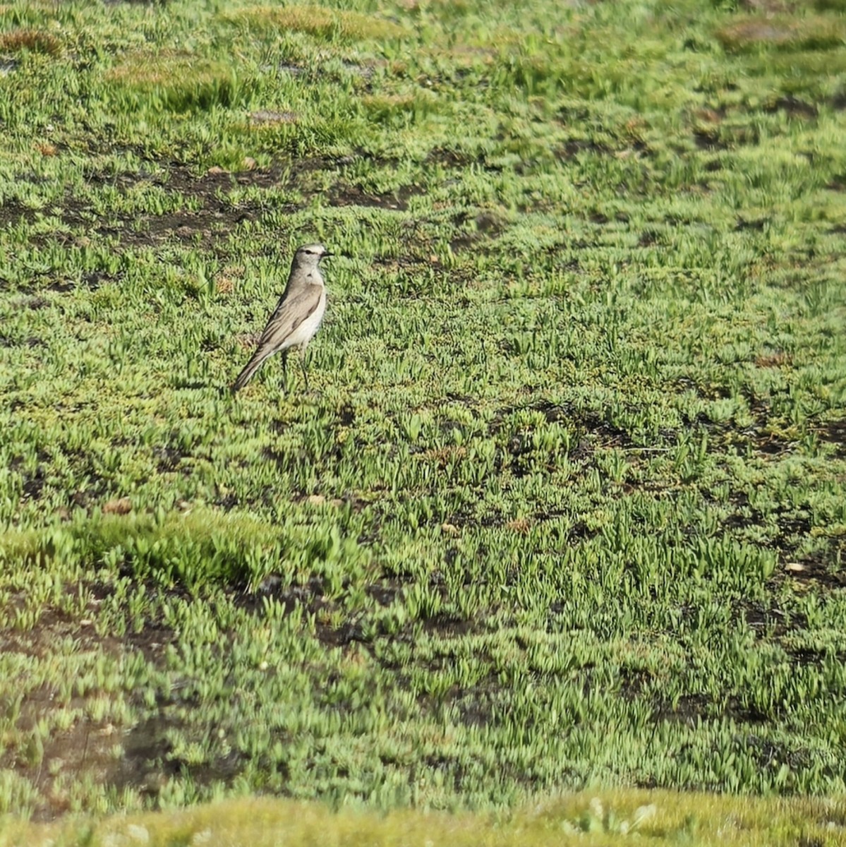 Ochre-naped Ground-Tyrant - ML628951526
