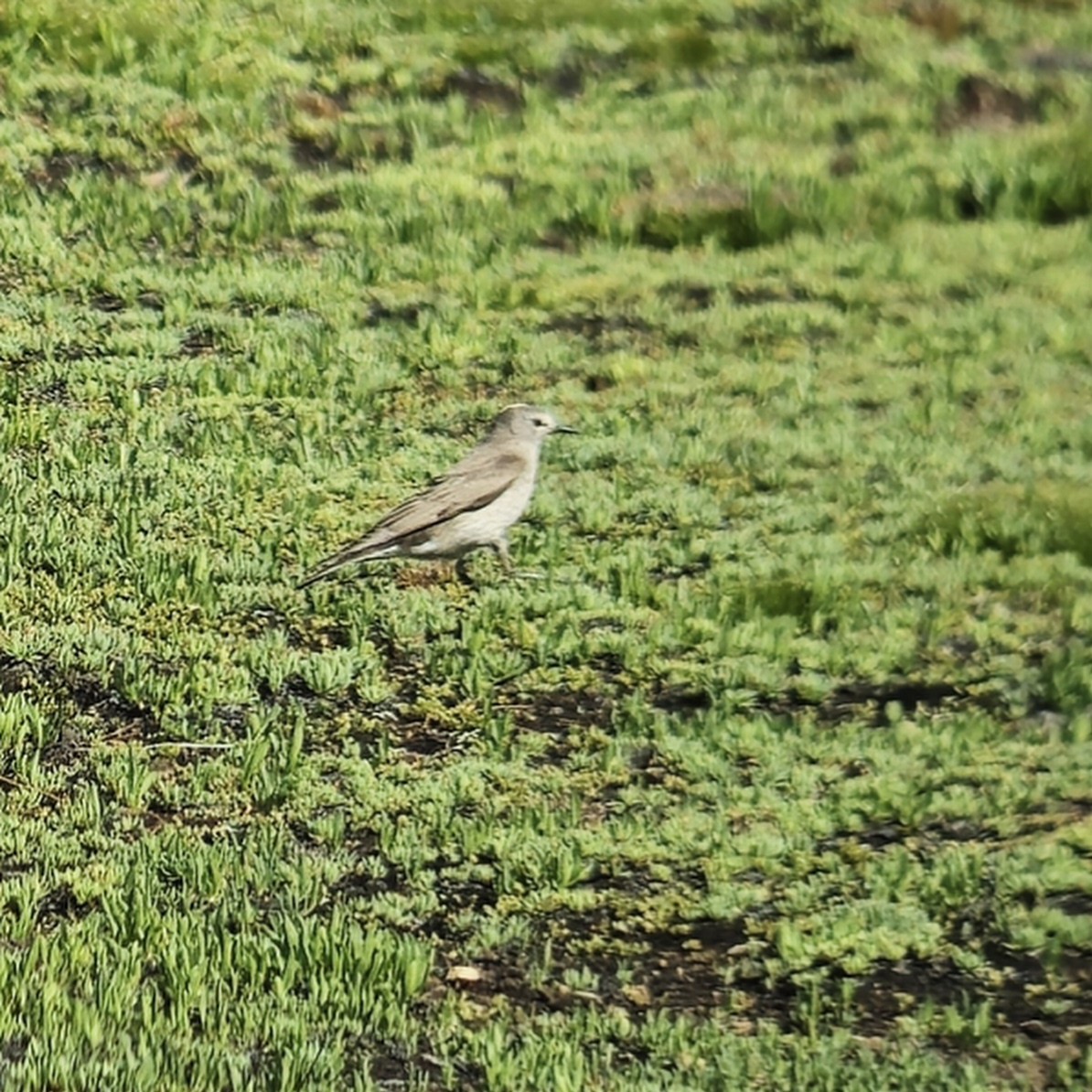 Ochre-naped Ground-Tyrant - ML628951527