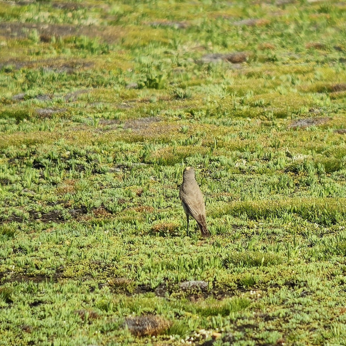 Ochre-naped Ground-Tyrant - ML628951528