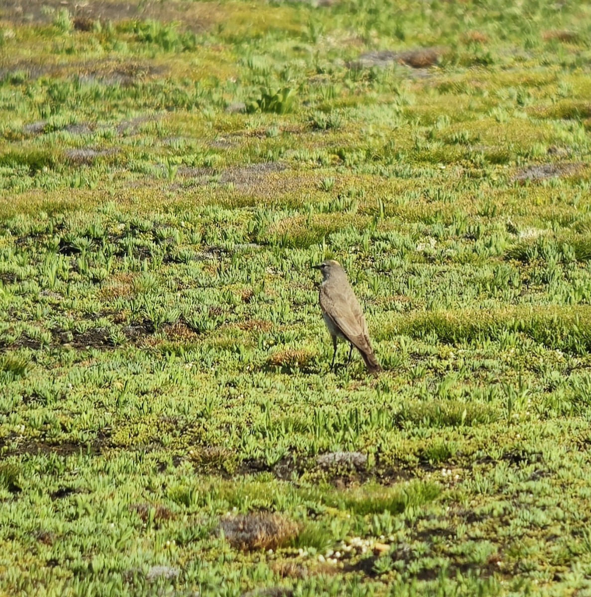 Ochre-naped Ground-Tyrant - ML628951529