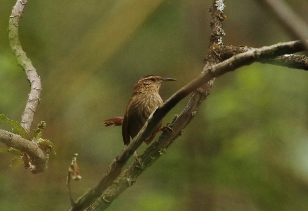 Striated Earthcreeper - ML628951598