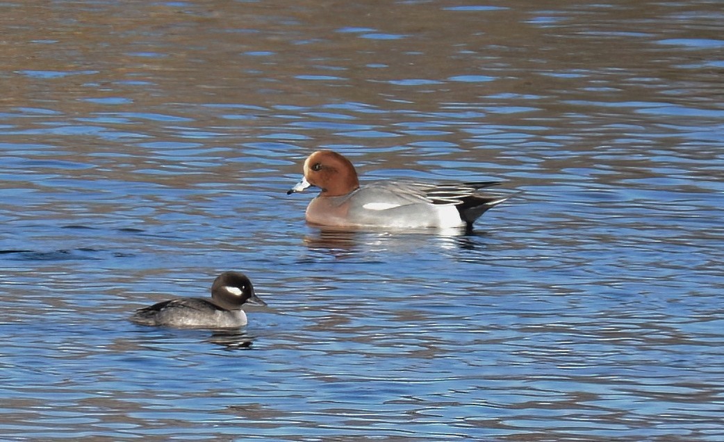 Eurasian Wigeon - ML628951633