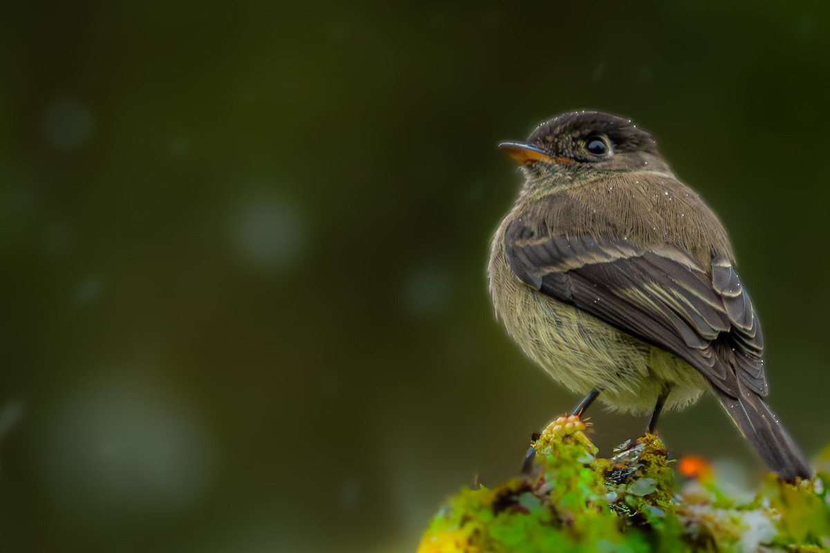 Black-capped Flycatcher - ML628951733