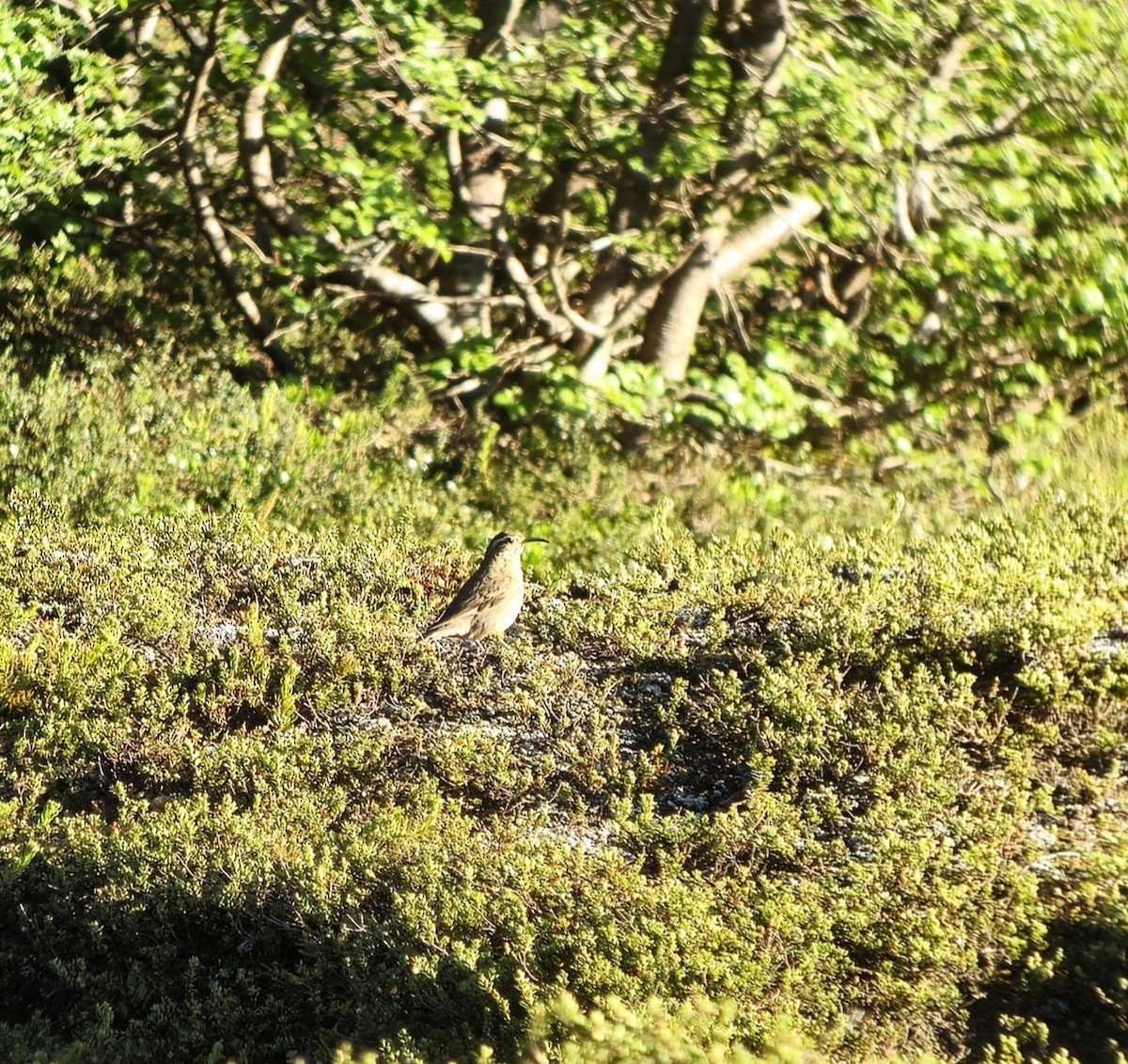 Patagonian Forest Earthcreeper - ML628951892